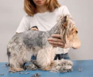 Pelagem revela sinais ocultos em cães e gatos