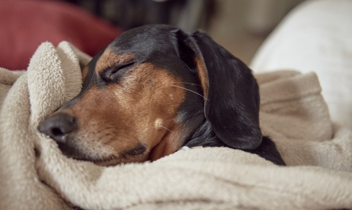 Bem-estar animal também entra na agenda do feriado