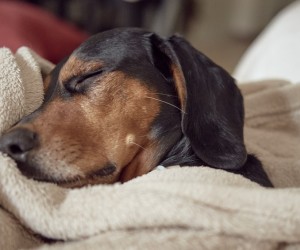 Bem-estar animal também entra na agenda do feriado
