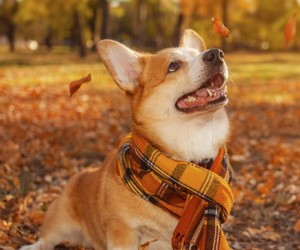 Cada estação traz riscos diferentes aos pets