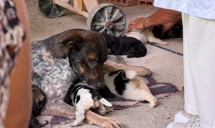 Resgate de 28 cães mobiliza Rio Tavares