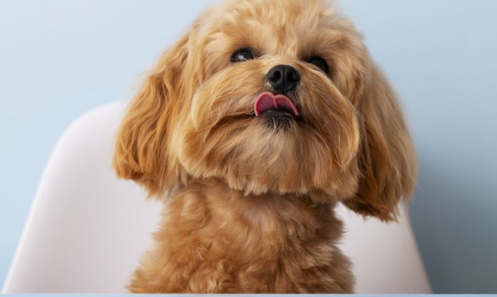 Alimentação pode fortalecer vínculo entre pets e tutores