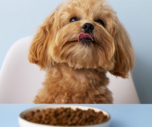 Alimentação pode fortalecer vínculo entre pets e tutores