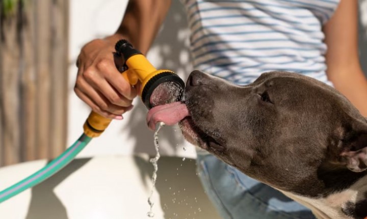 Saiba como manter seu pet ativo nos dias quentes