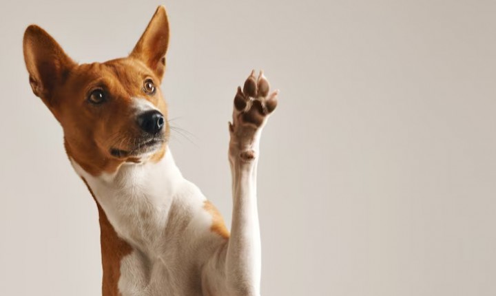 5 sinais de que seu pet precisa de mais atenção