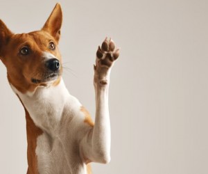 5 sinais de que seu pet precisa de mais atenção