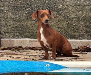 Operação no Campeche termina com prisão