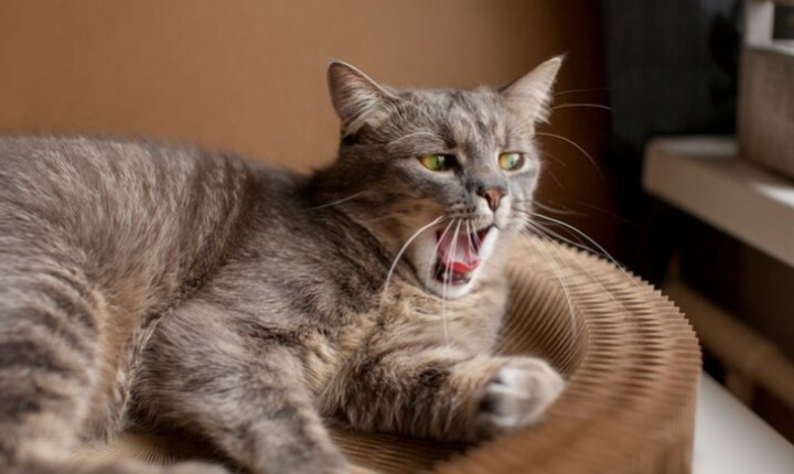 Como cuidar de gatos idosos?