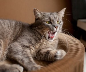 Como cuidar de gatos idosos?