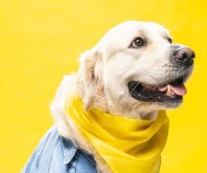 Março Amarelo Pet alerta para doenças renais