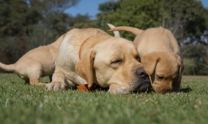 Entenda a diferença de cães filhotes x adultos