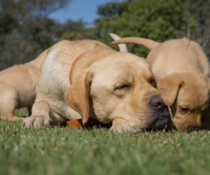 Entenda a diferença de cães filhotes x adultos