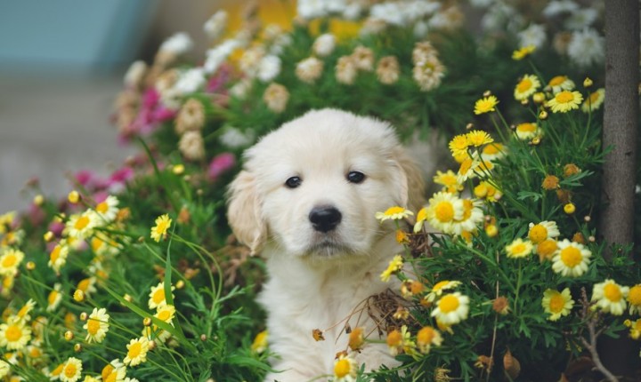 Doenças renais em pets exigem atenção precoce