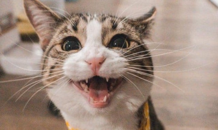 Decifre os sons que seu gato faz