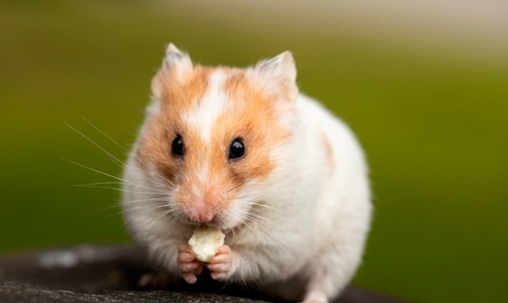 Terrário para hamster garante bem-estar e diversão