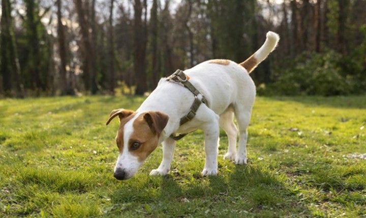 Seu cachorro não obedece? Veja como mudar isso