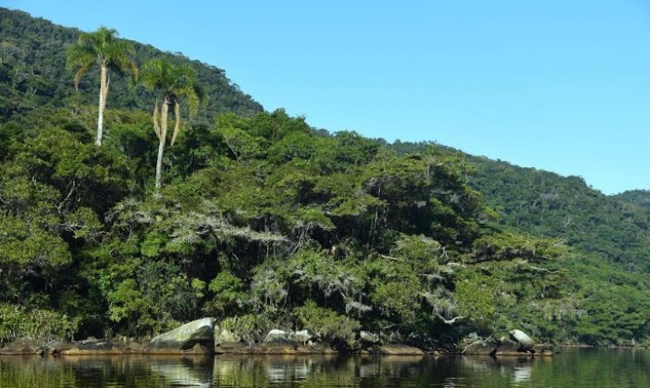 Árvores – um bem mais que necessário, por Fernando Teixeira 