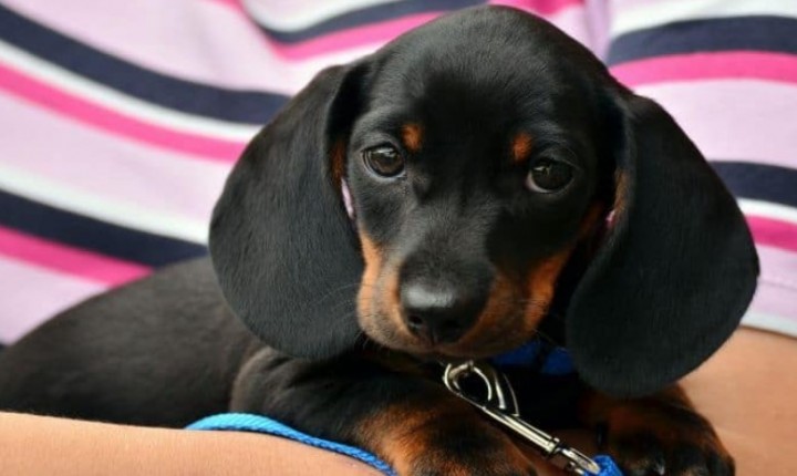 Cães pequenos conquistam espaço nas casas