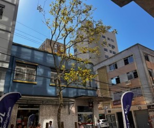 Centro de Floripa inicia nova fase arborizada