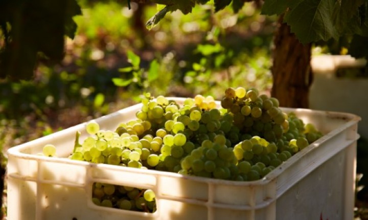 Corpinnat: A Rebelião Silenciosa do Penedès