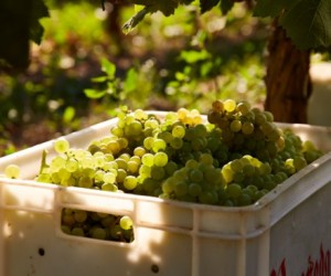 Corpinnat: A Rebelião Silenciosa do Penedès