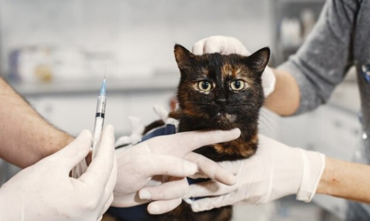 Proteção dos gatos depende de vacinação contínua