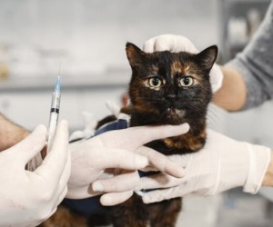 Proteção dos gatos depende de vacinação contínua