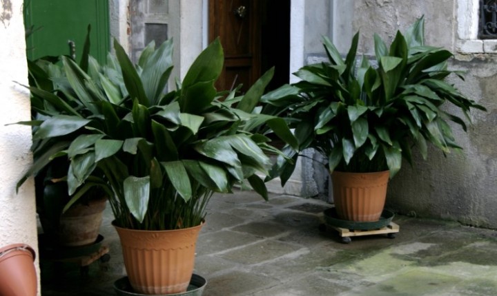 Plantas de sombra ganham espaço dentro de casa