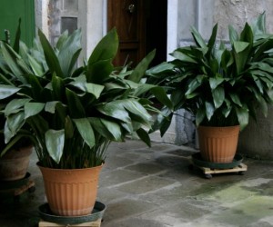 Plantas de sombra ganham espaço dentro de casa
