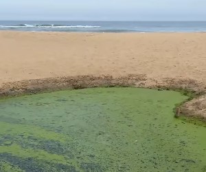 Novo Campeche registra sinais de poluição persistente