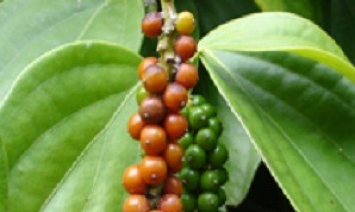 A rainha do meu reino, por André Vasconcelos