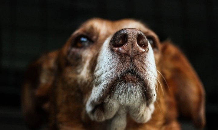 Pets idosos exigem novos cuidados diários