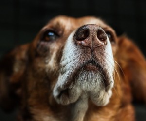 Pets idosos exigem novos cuidados diários