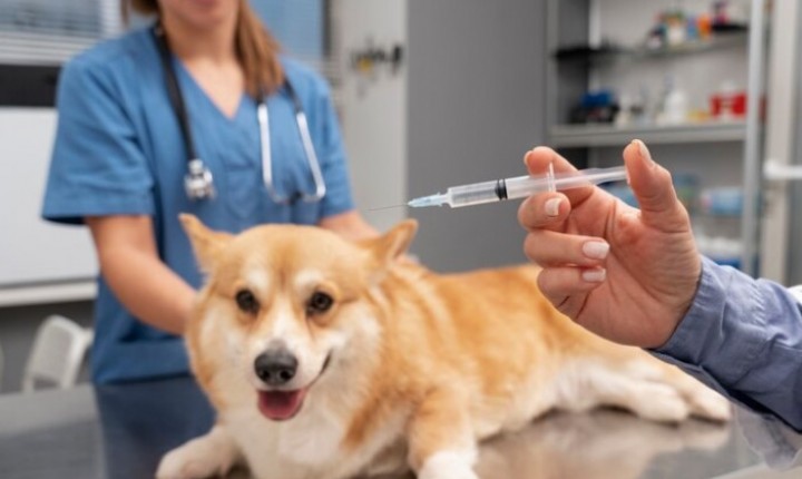 Proteção canina depende de vacinação em dia