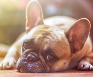 Cães e gatos: alerta para urina alterada