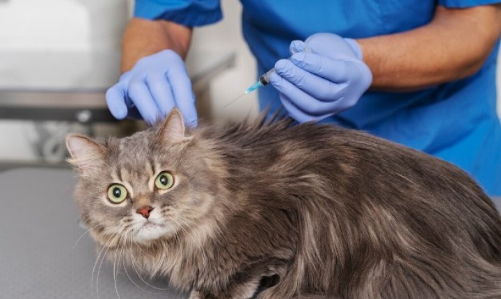 Gatos sem vacina enfrentam riscos fatais