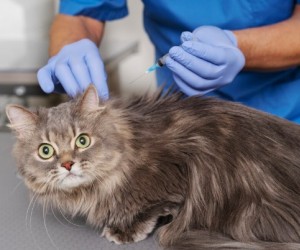 Gatos sem vacina enfrentam riscos fatais