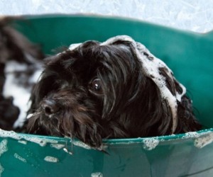 Cachorro com medo de banho? Veja soluções