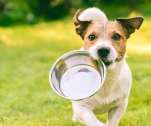 Alimentação natural para cães gera dúvidas crescentes