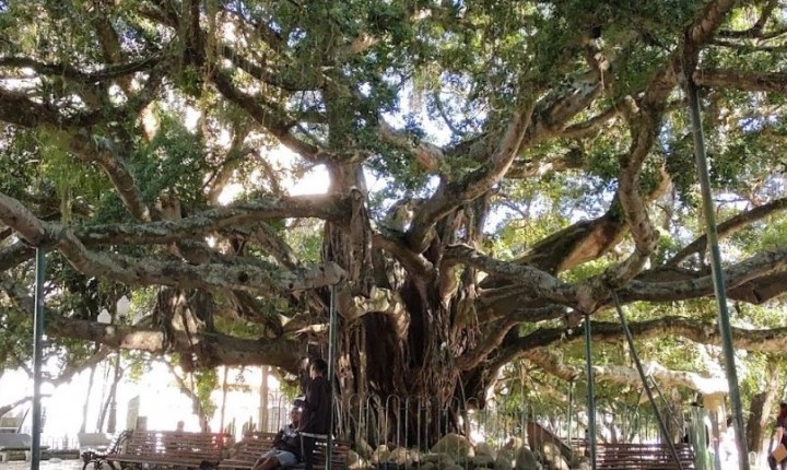 Arborização urbana entra em pauta na capital