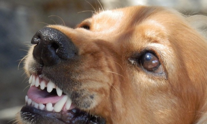 A raiva ainda existe?