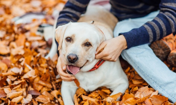 Outono muda rotina e apetite dos pets