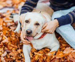 Outono muda rotina e apetite dos pets