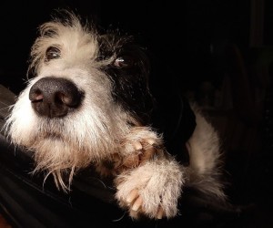 Tédio em pets acende alerta comportamental