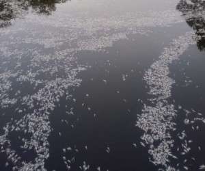 Manguezal do Itacorubi vira foco de divergência