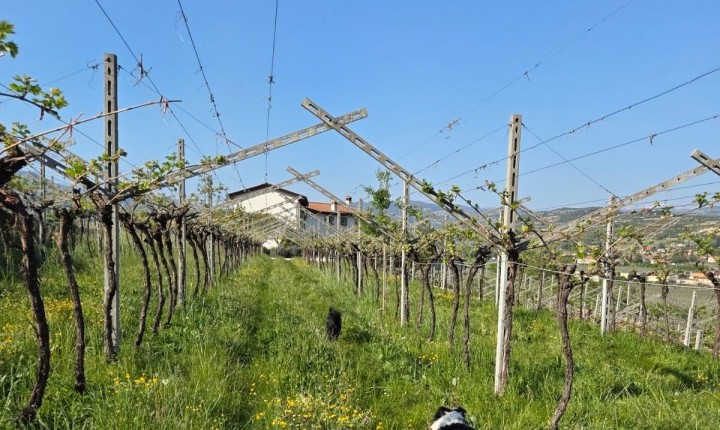 Valpolicella além do rótulo, por Eduardo Araújo