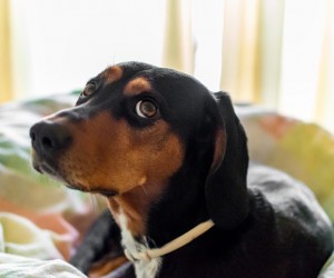 Pets também sentem tédio?
