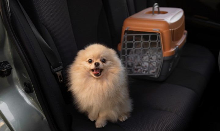 Documentação de pets vira desafio em viagens