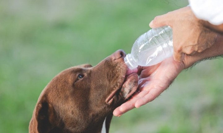 Rins de pets sofrem com pouca hidratação
