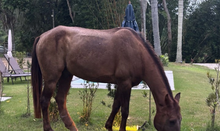 Tratamento com THC em cavalo vira estudo internacional